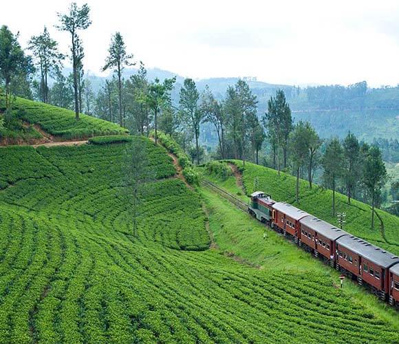 tea estate with train Ceylon Tea estate