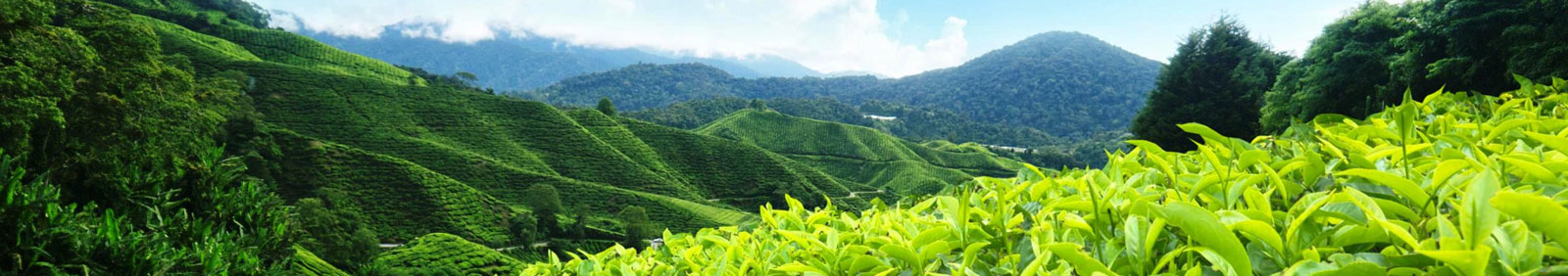 Ceylon tea estates