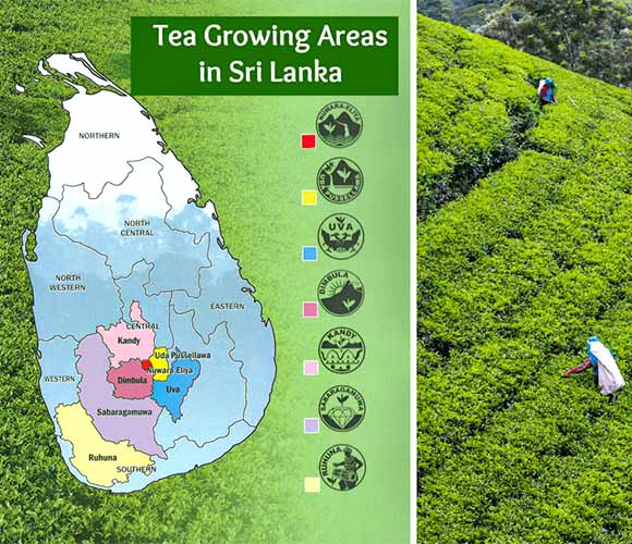 Tea growing areas in Sri Lanka